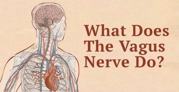 What Does The Vagus Nerve Do? Discover How To Naturally Stimulate The “Communication Superhighway” Linking The Conscious & Unconscious What Does The Vagus Nerve Do? Discover How To Naturally Stimulate The “Communication Superhighway” Linking The Conscious & Unconscious